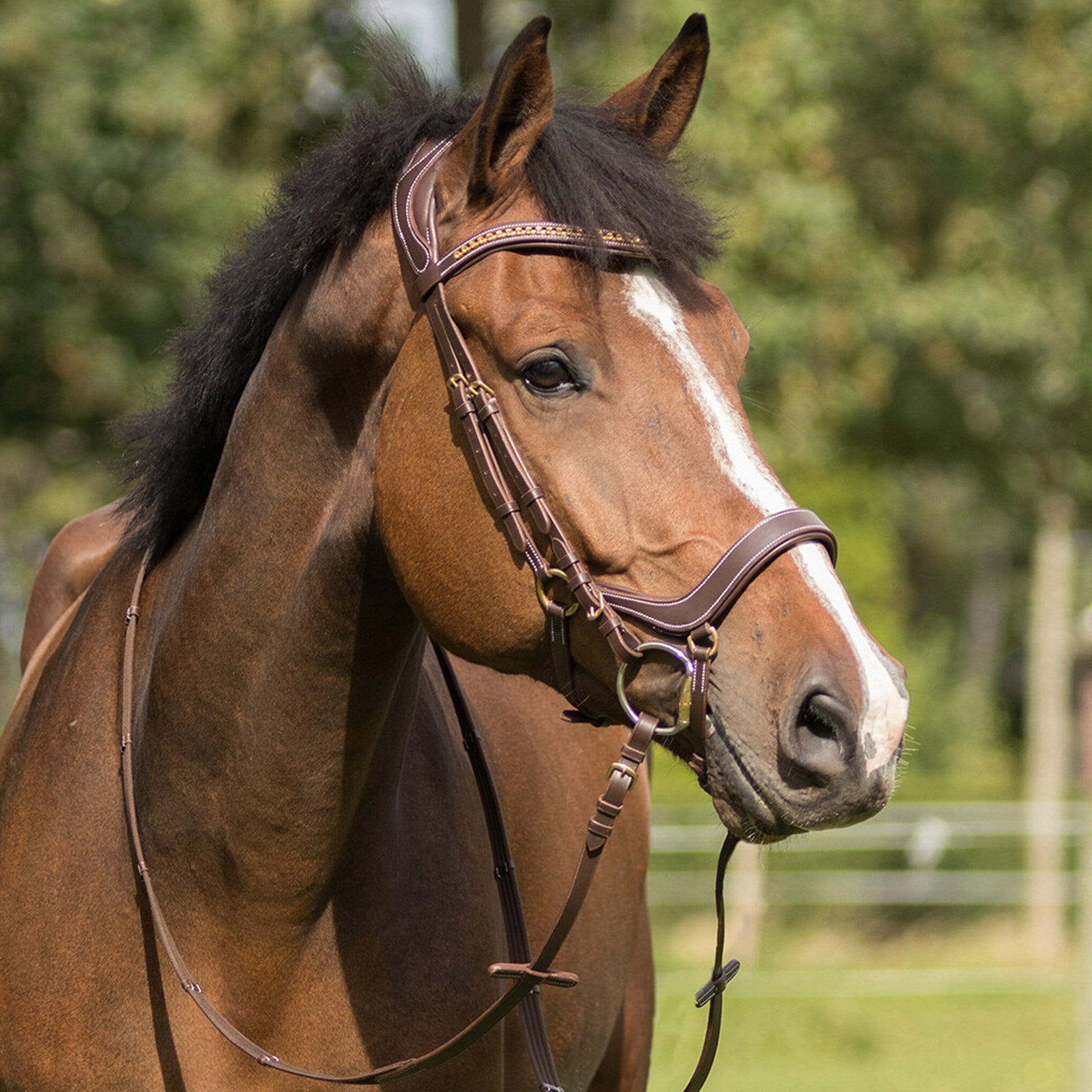 QHP Devi Bridle