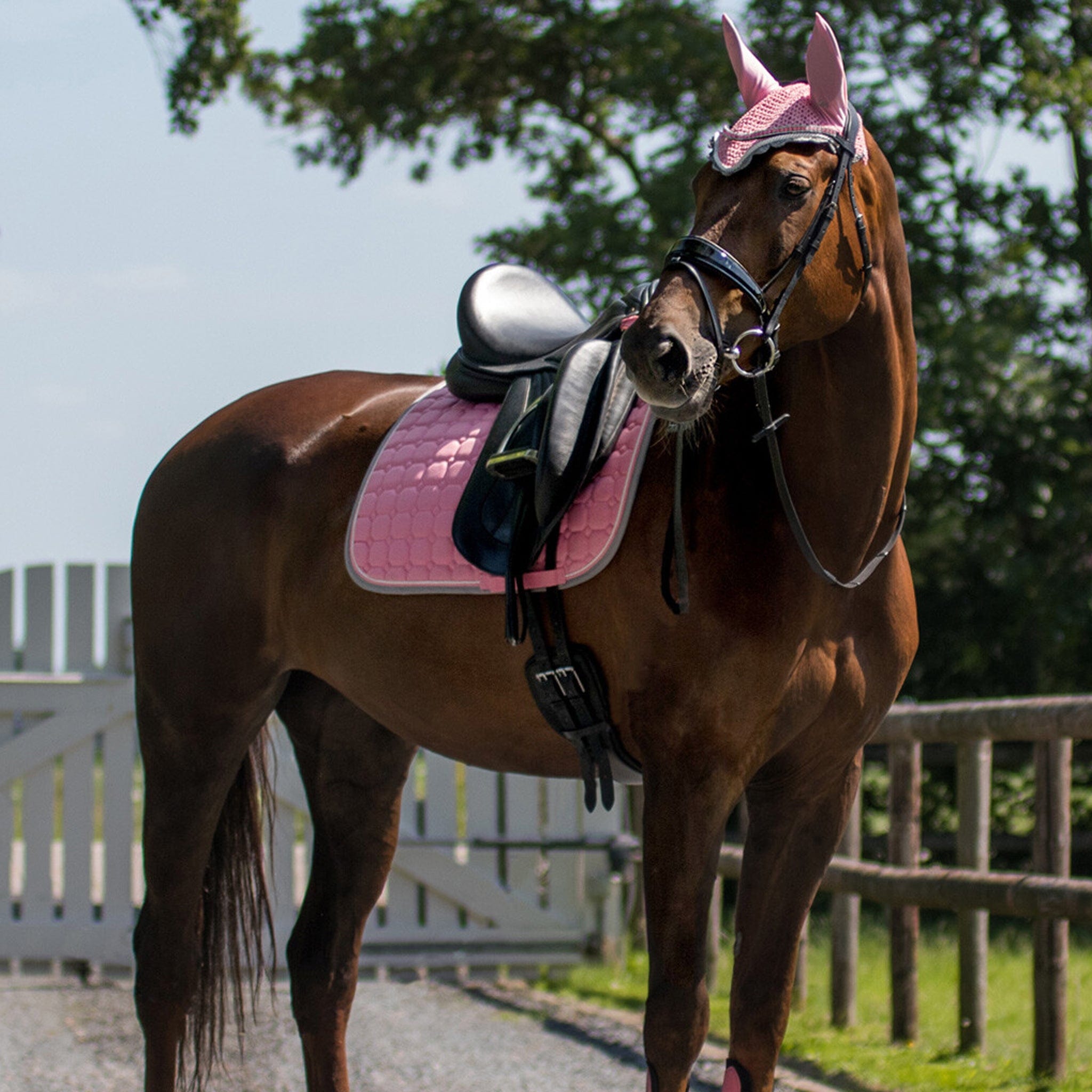 Qhp Florence Dressage Saddle Pad - Flamingo Pink