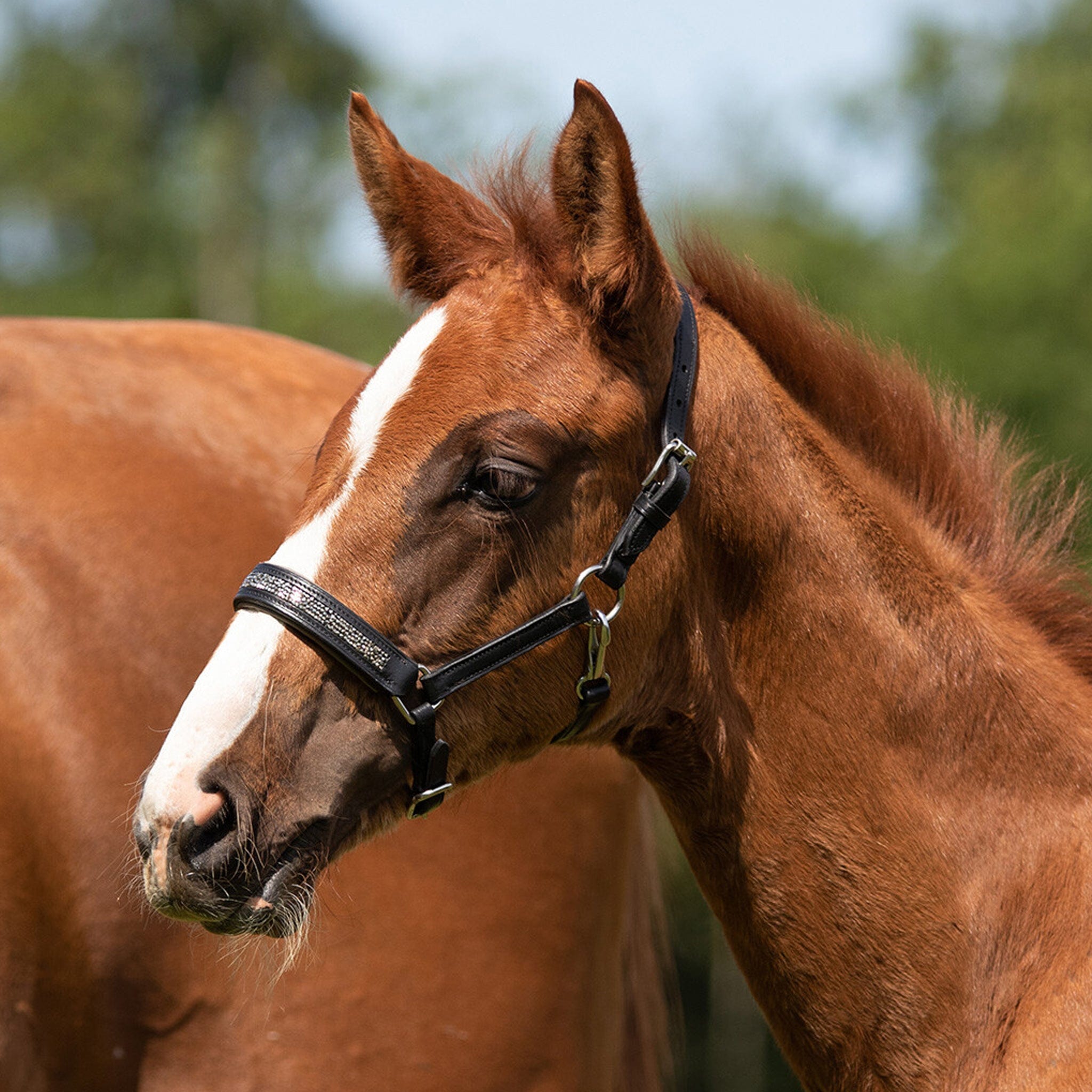 QHP Lupine Foal Headcollar - Small · Brown