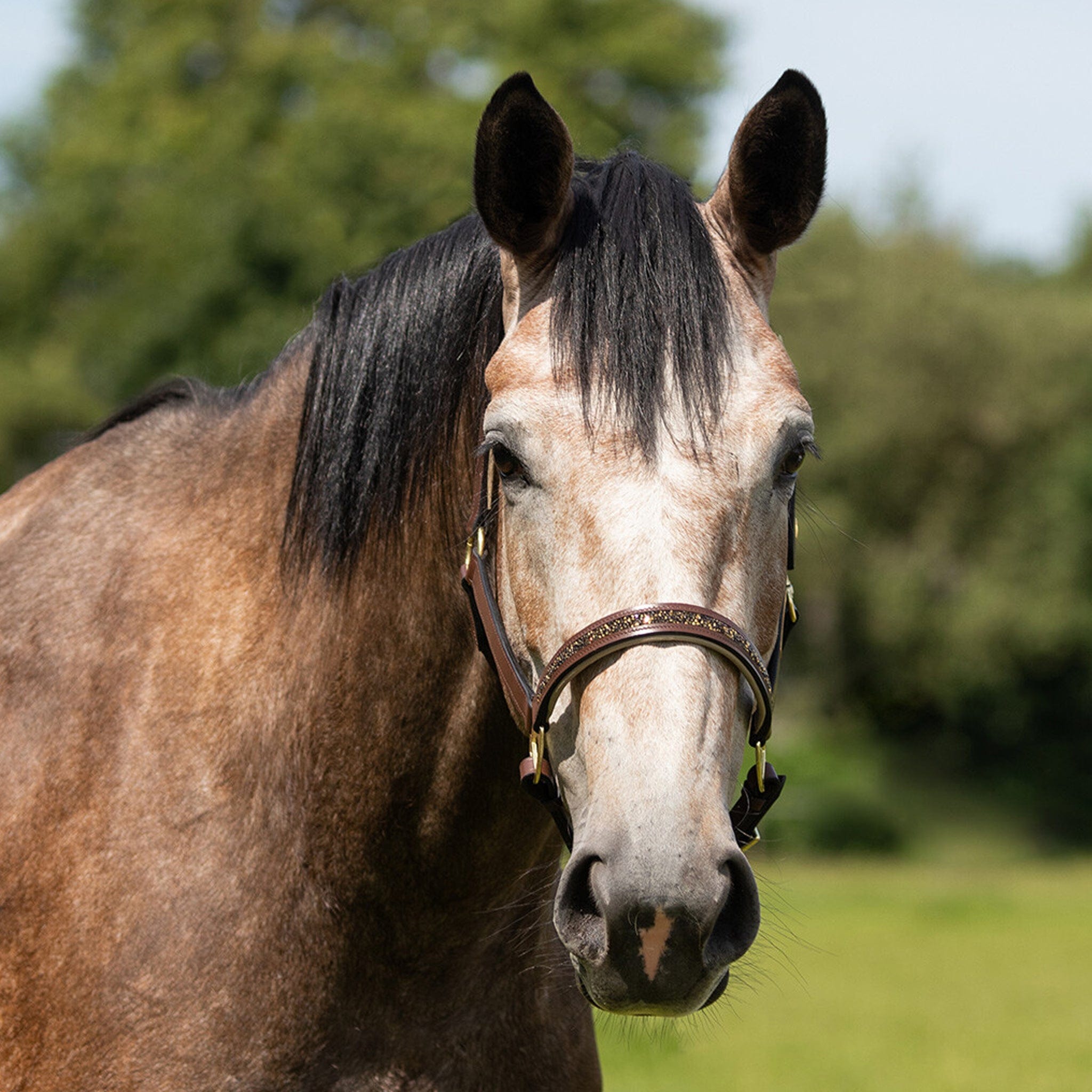 QHP Lupine Headcollar Brown Size Pony