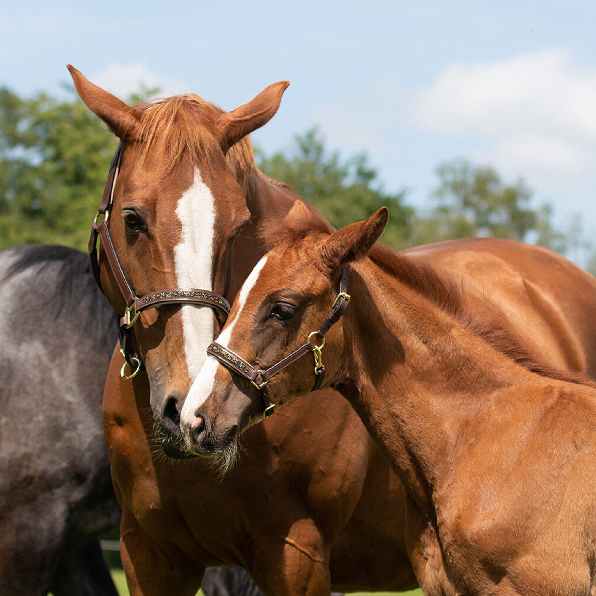 QHP Lupine Headcollar Brown Size Pony