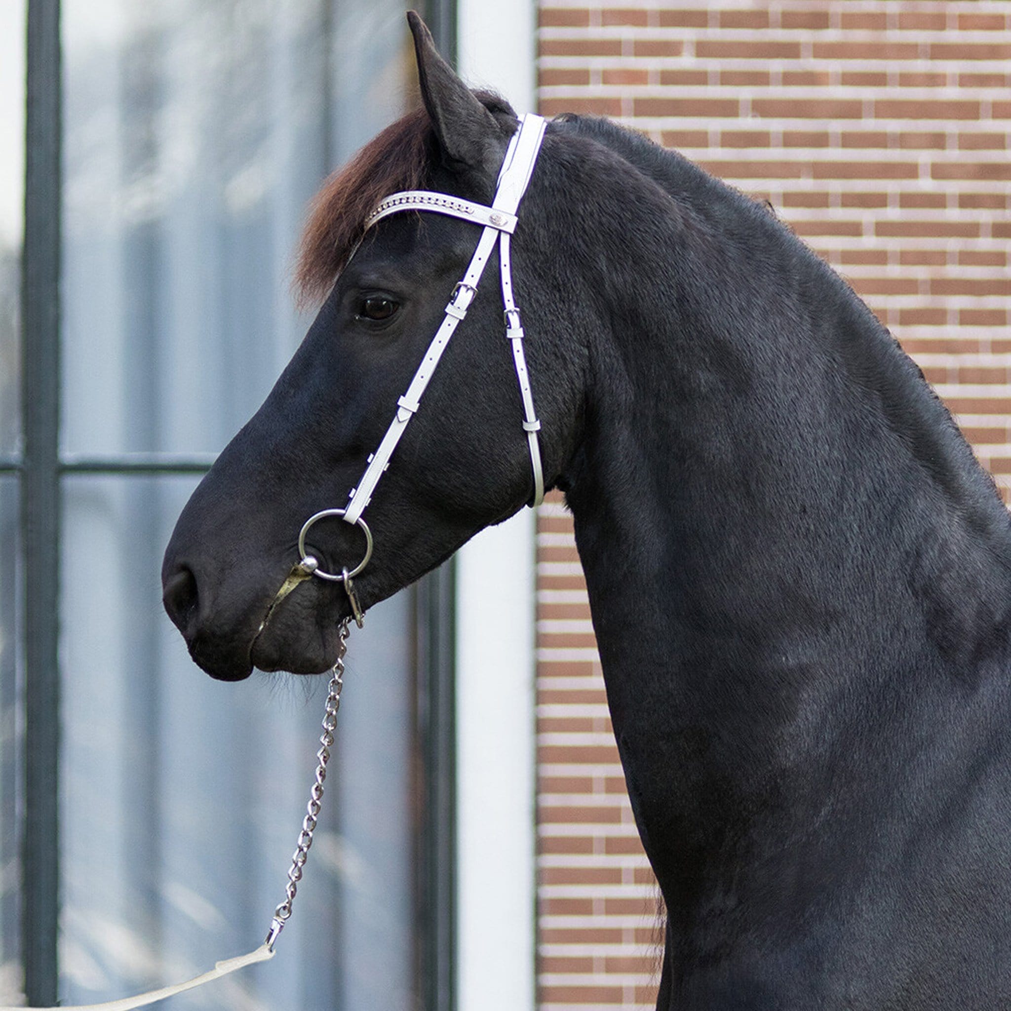 QHP Luxe Show Bridle