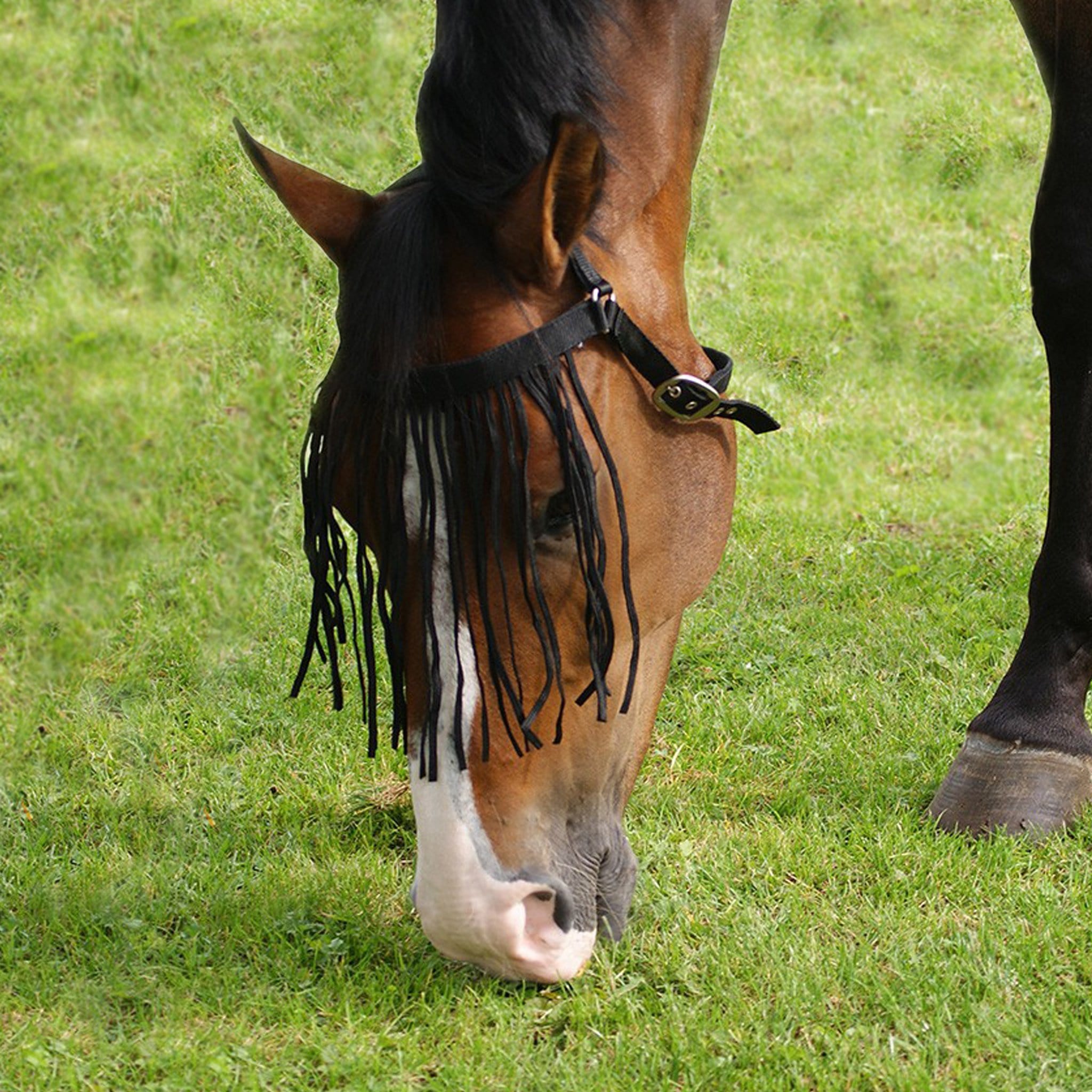 QHP Fly Fringe Extra