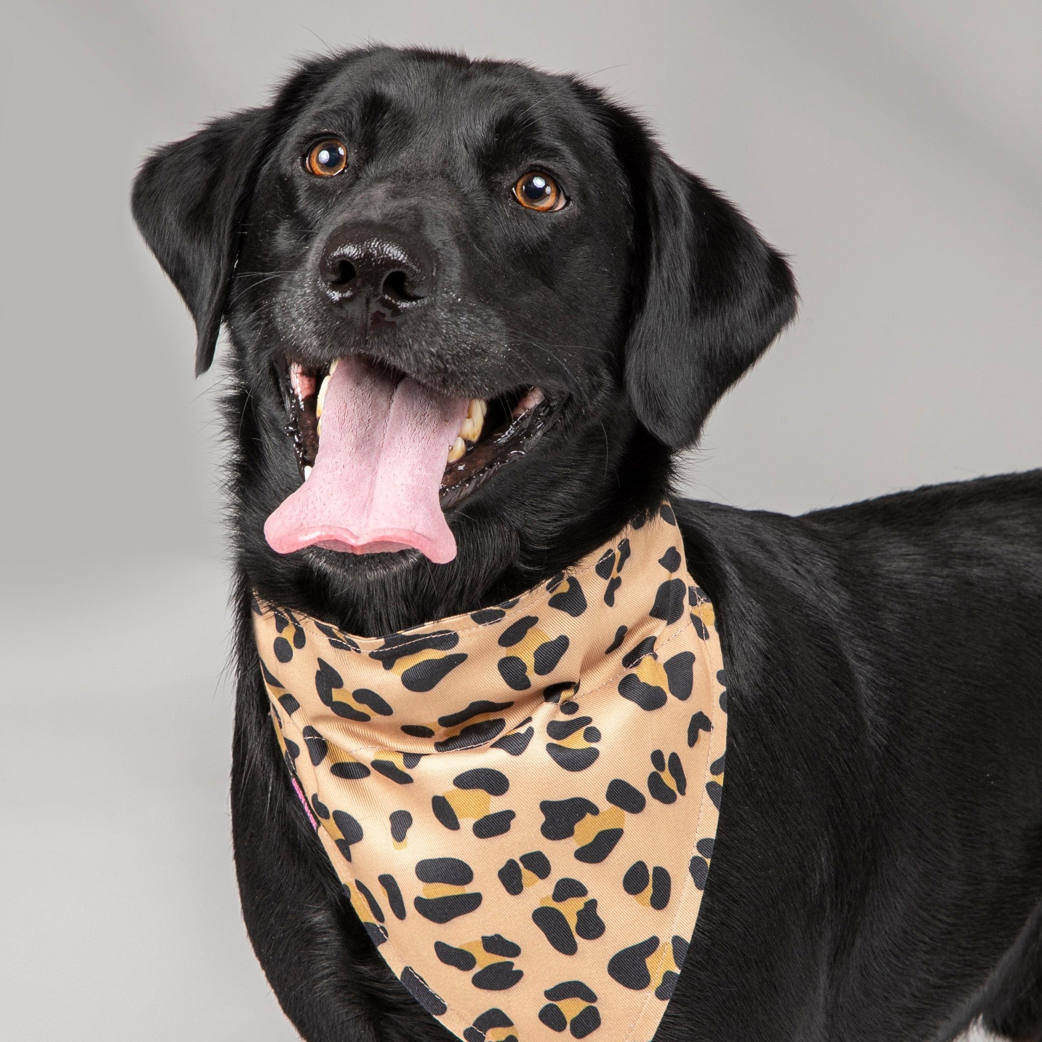 Shires Digby & Fox Bandana