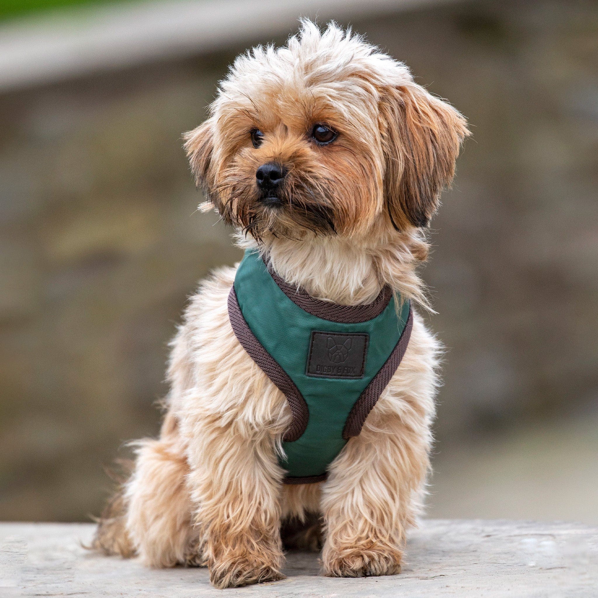 Shires Digby and Fox Heritage Dog Harness Free UK Delivery Available