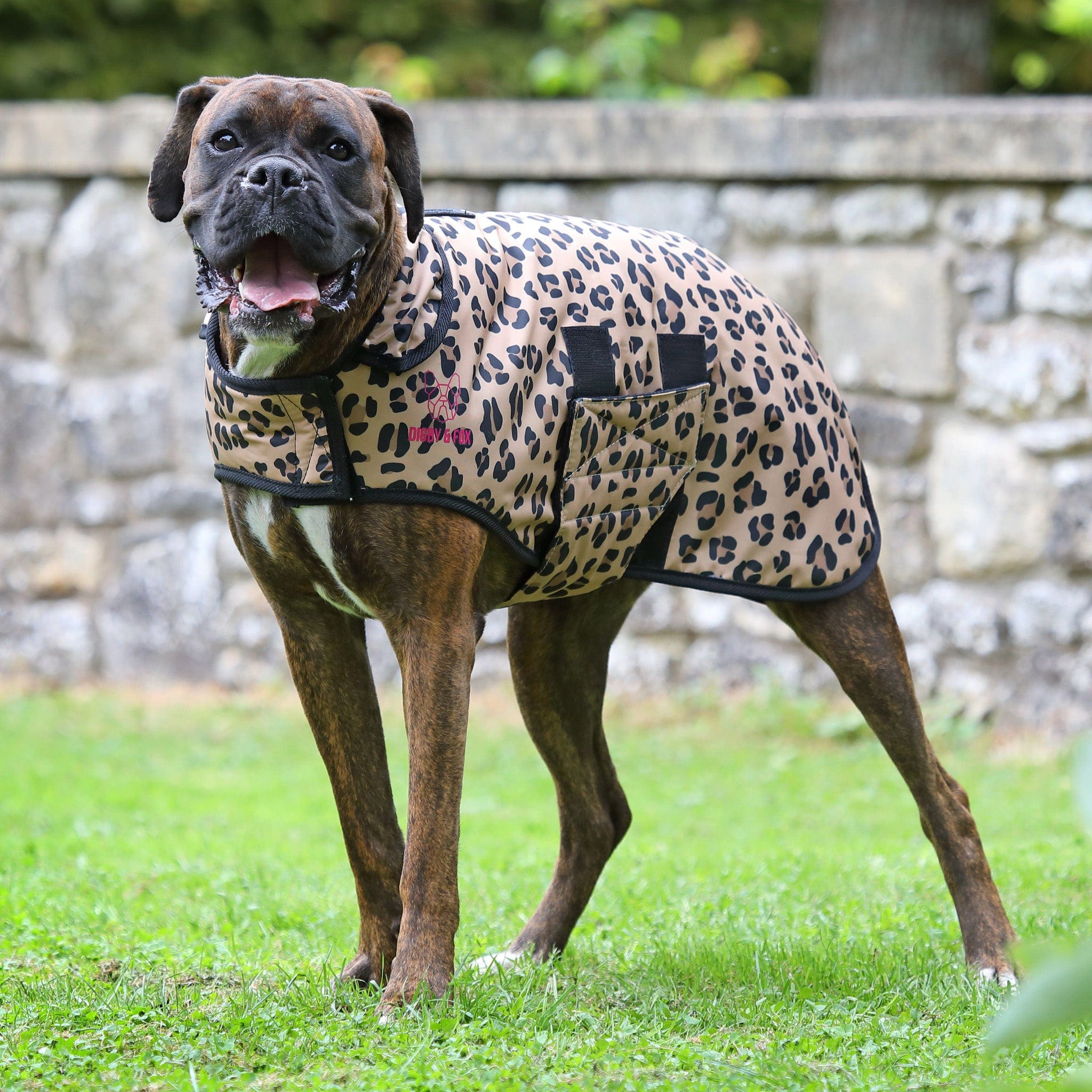 Shires Digby and Fox Leopard Print Dog Coat