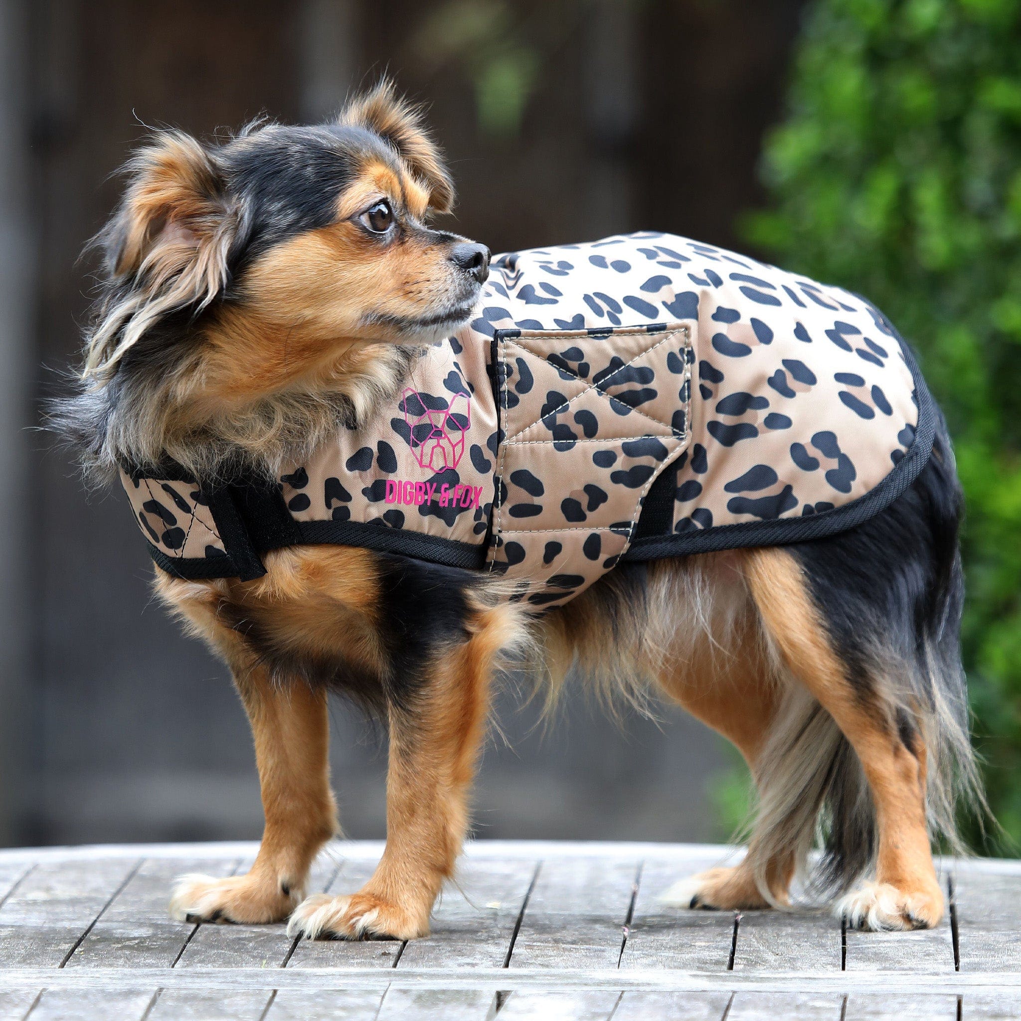 Leopard print sales dog coat