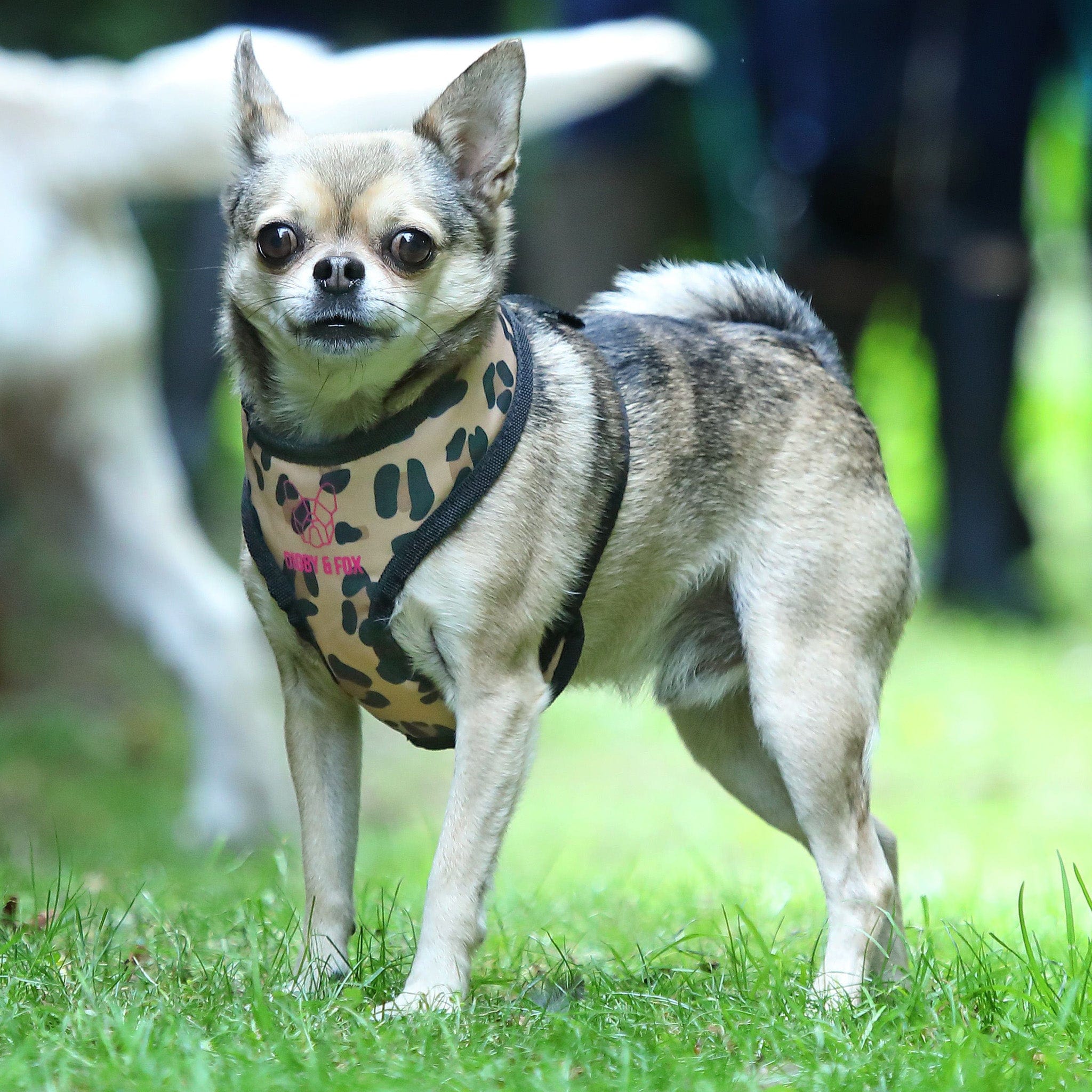 Leopard print shop harness dog