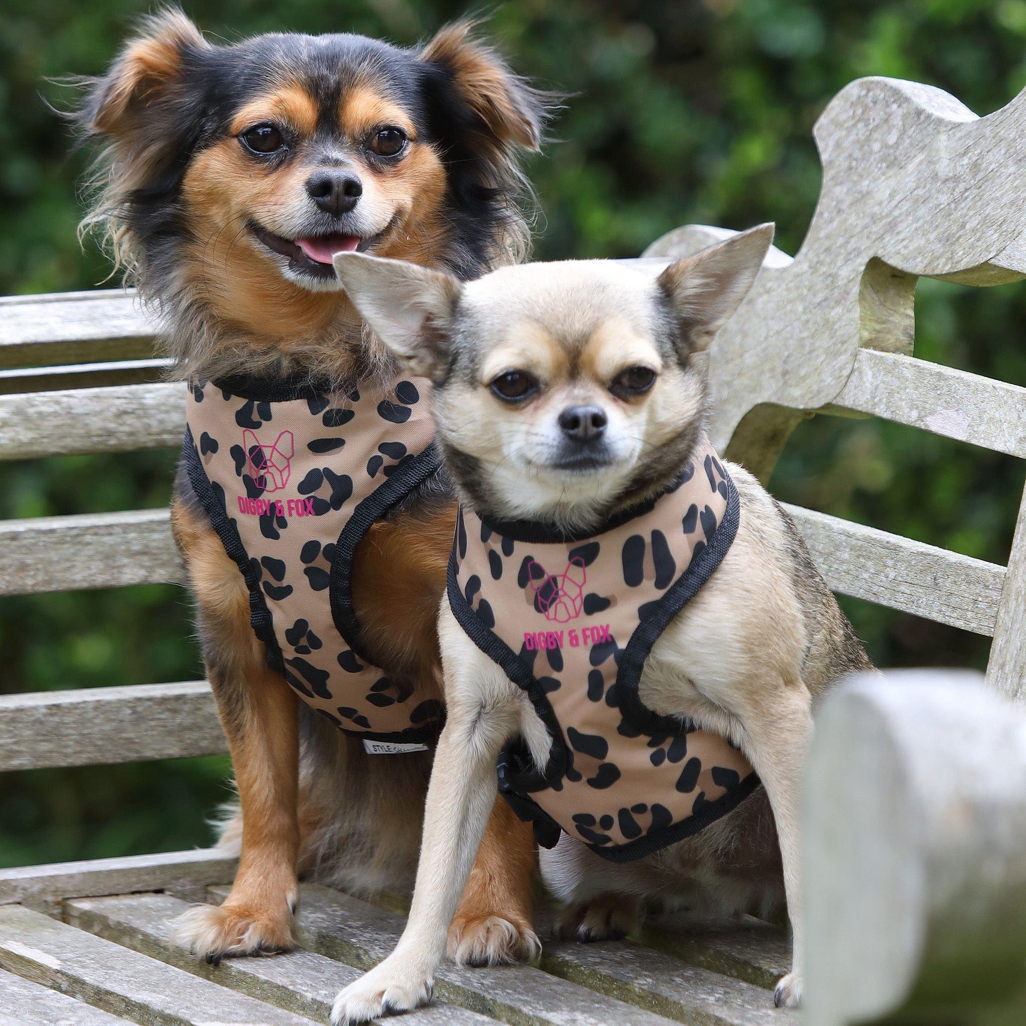 Shires Digby and Fox Leopard Print Dog Harness 6871 On Sitting Chihuahuas