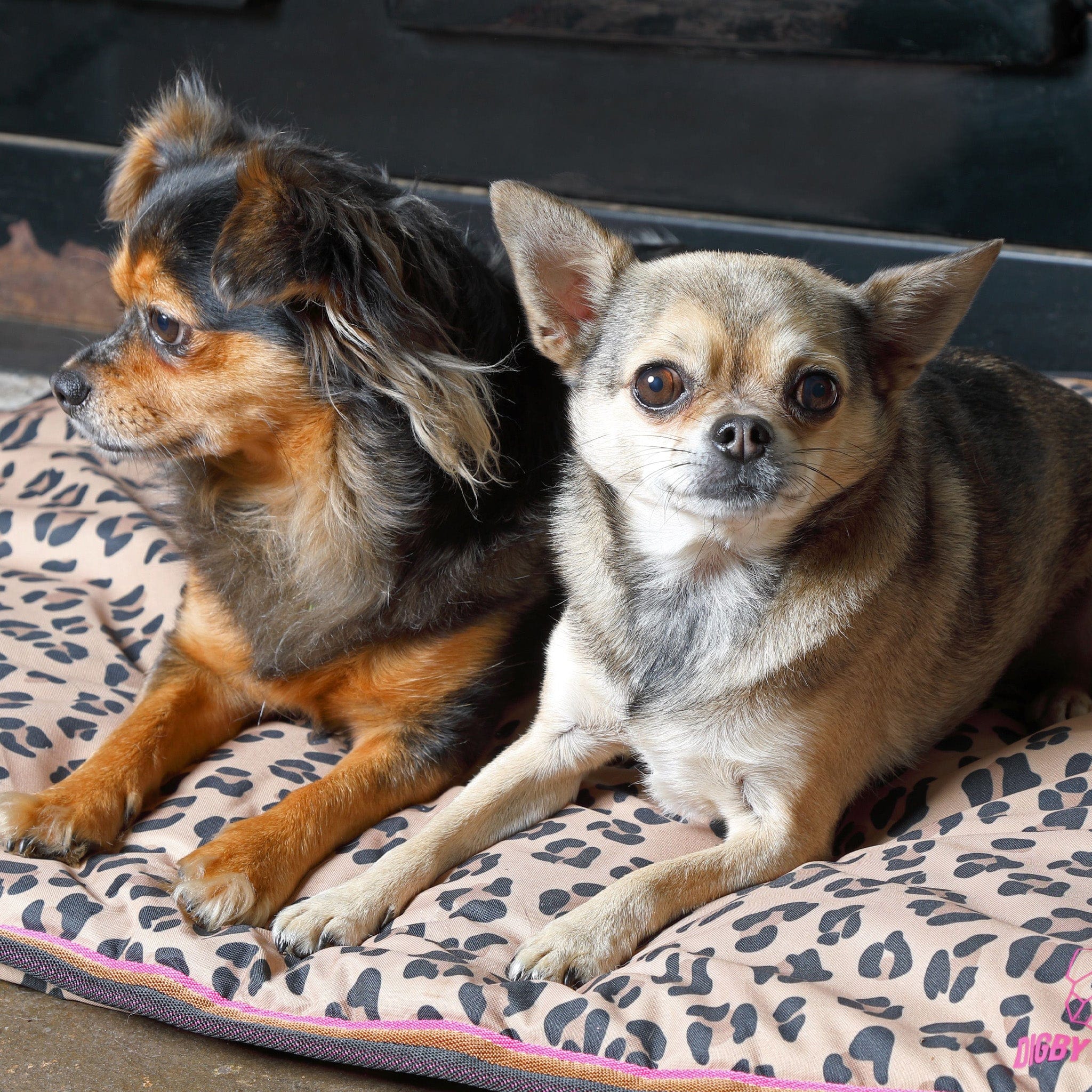Shires waterproof 2024 dog bed