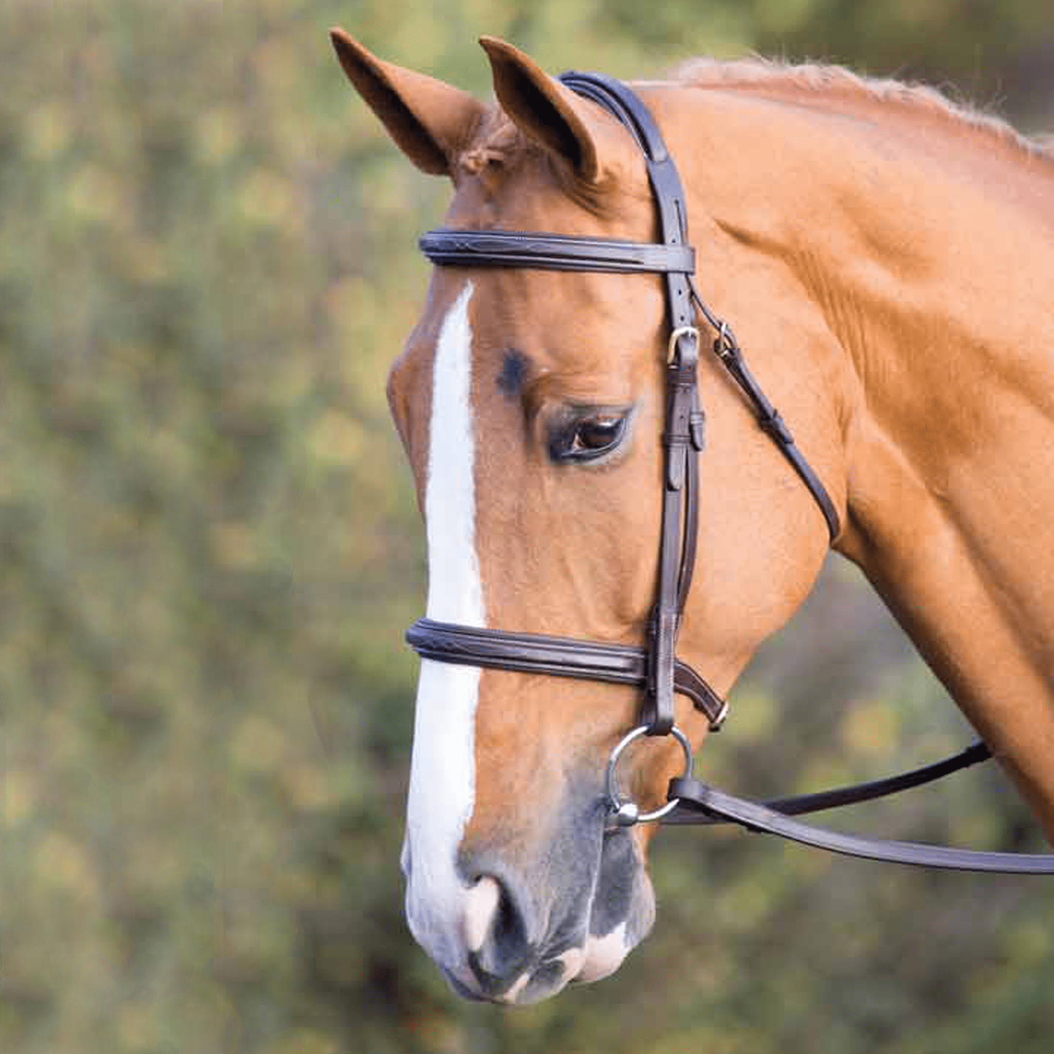 Salisbury Fairford Padded Raised Cavesson Bridle - Cob · Australian Nut