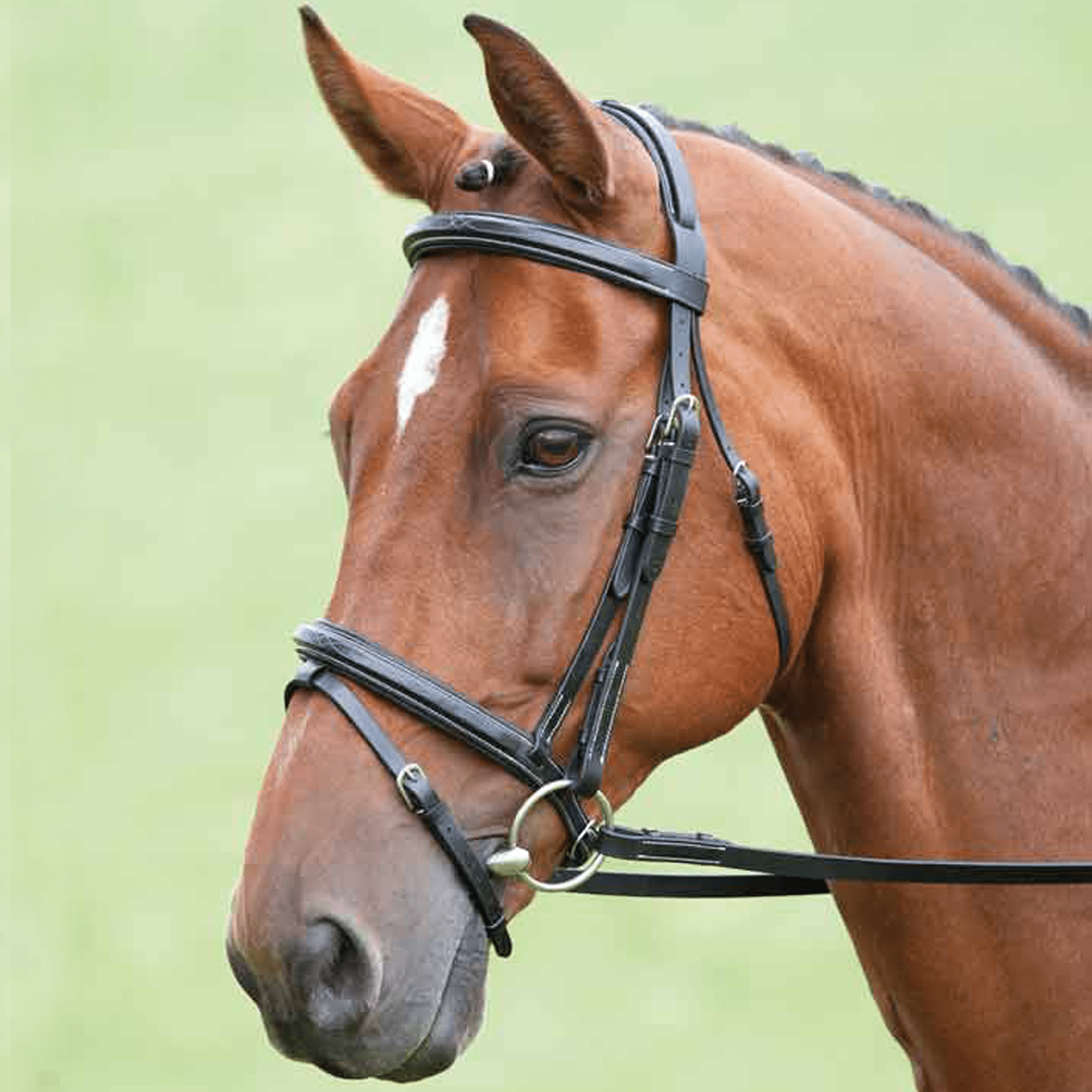 Salisbury Bodenham Padded Raised Flash Bridle - Pony · Black