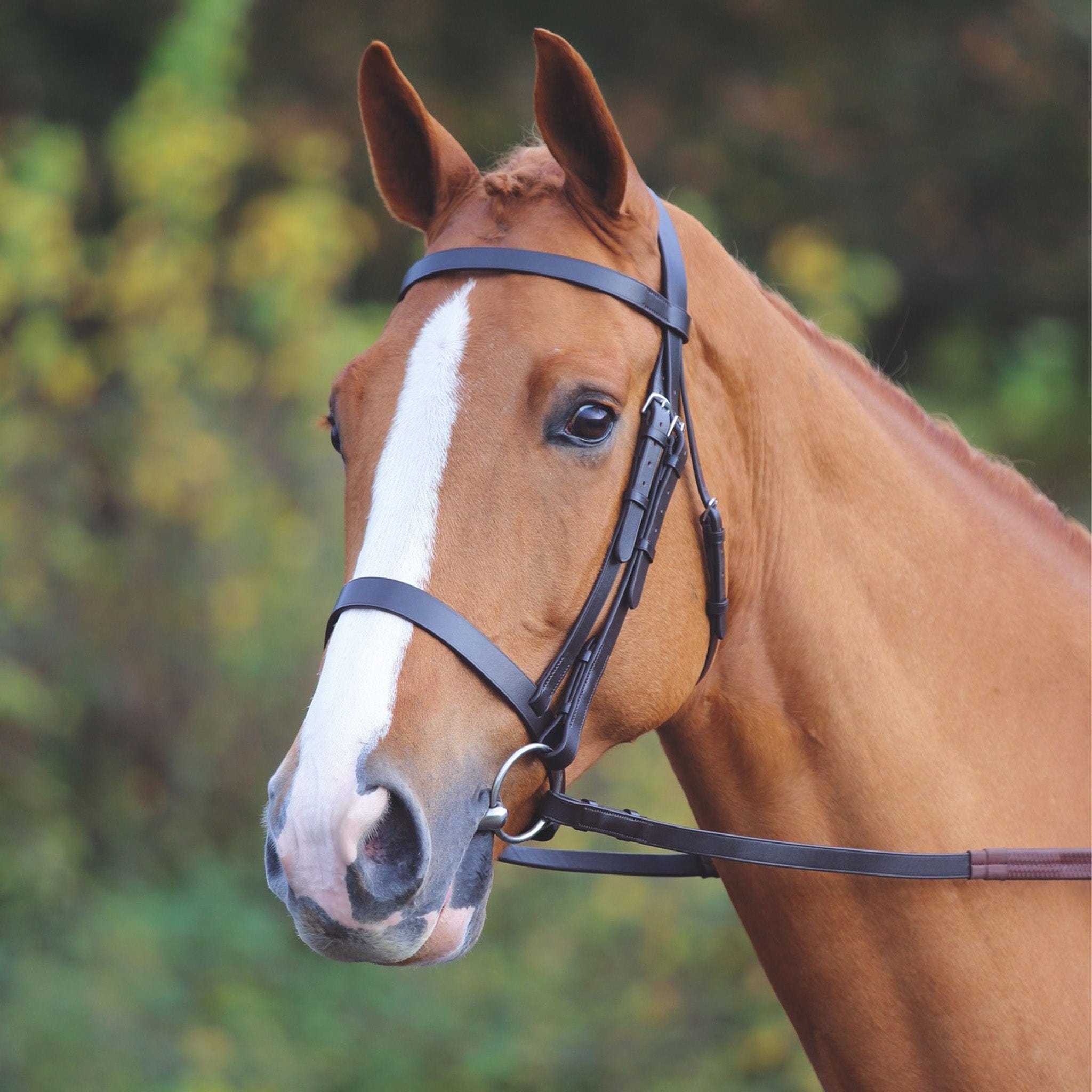 Frontal Pour Chevaux RAPIDA Velociti - Cuir à Tannage Végétal, Rembourré, Cousu Main - Design Courbé Avec Boucles Pour Sangles