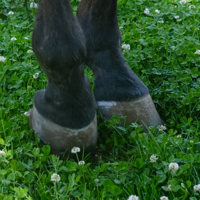 {"default":"Laminitis"}