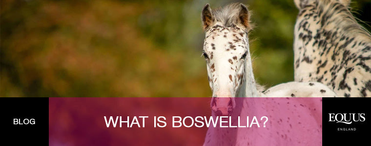 What is boswellia?