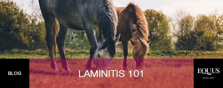 Laminitis 101