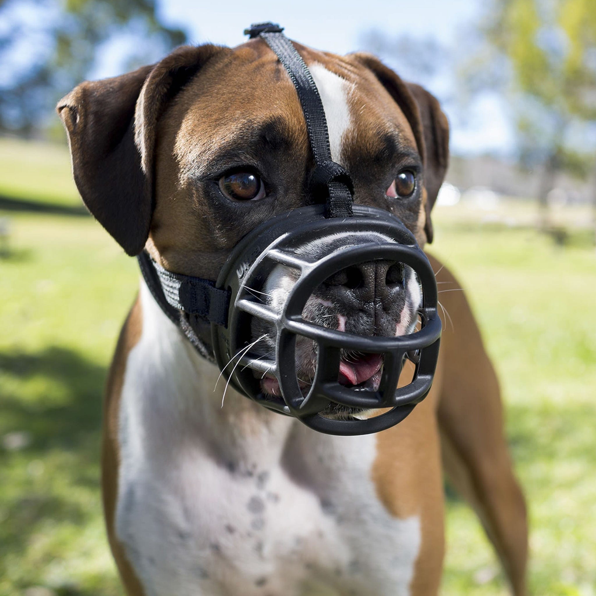 Baskerville deals dog muzzle