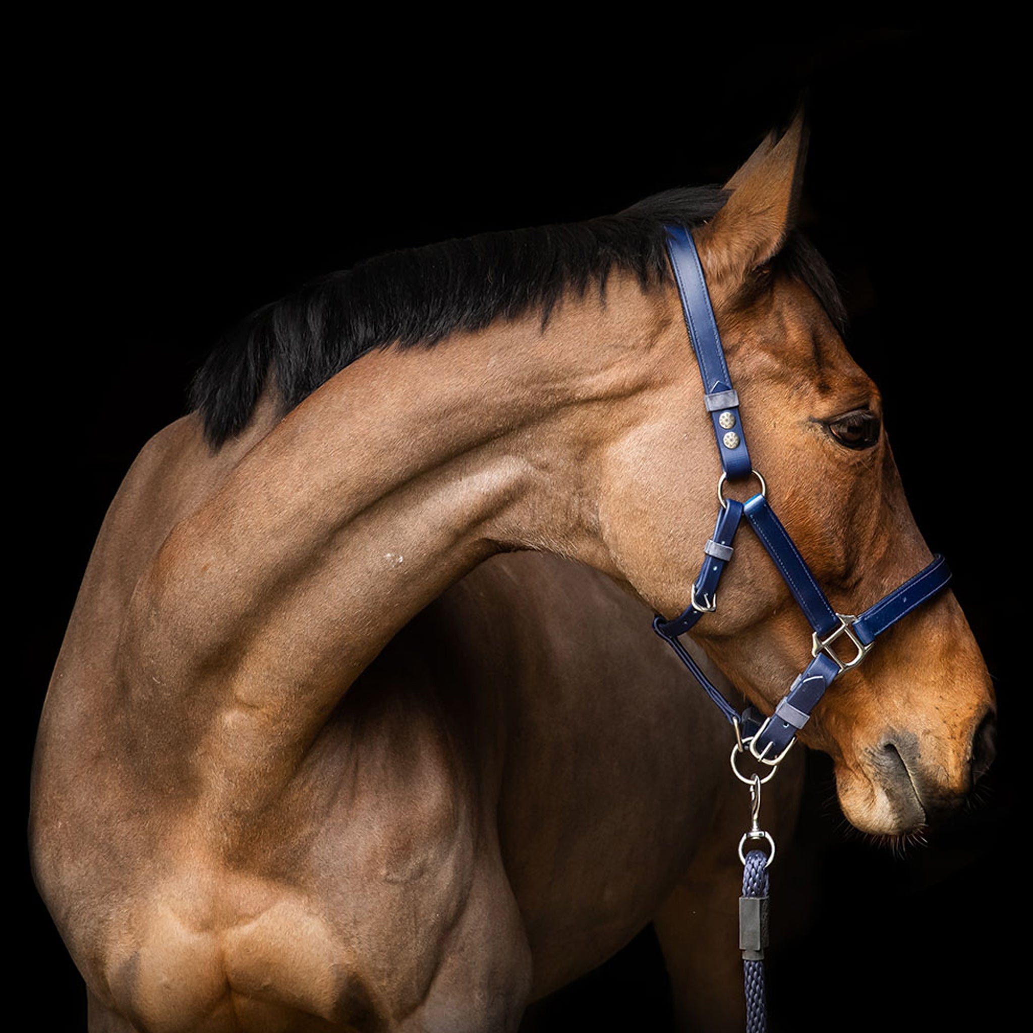 Equilibrium Stellar Head Collar