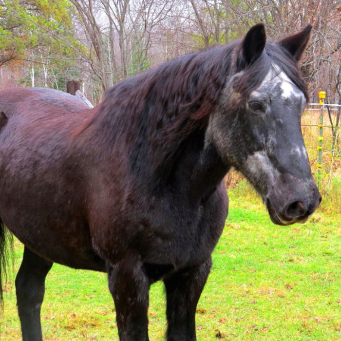 {"default":"veteran"}