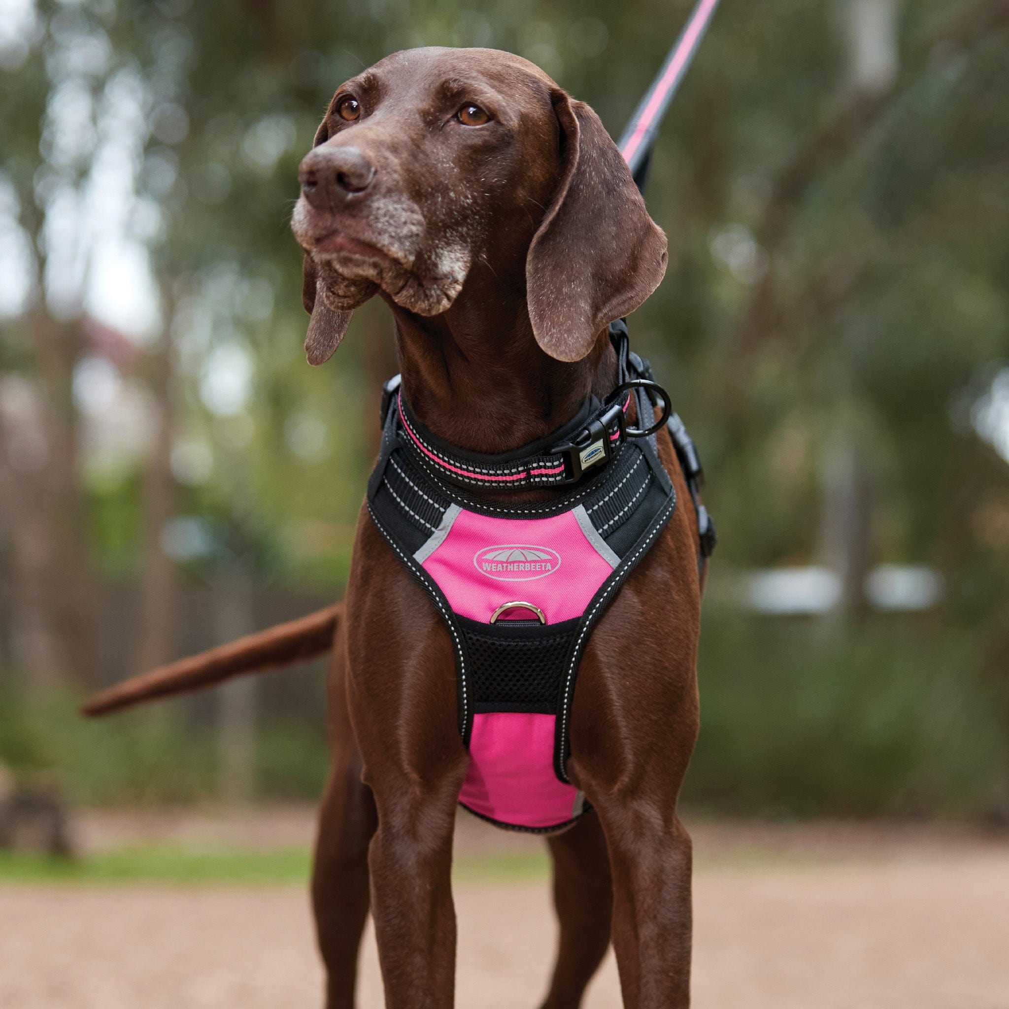 Weatherbeeta Reflective Anti-Pull Travel Dog Harness