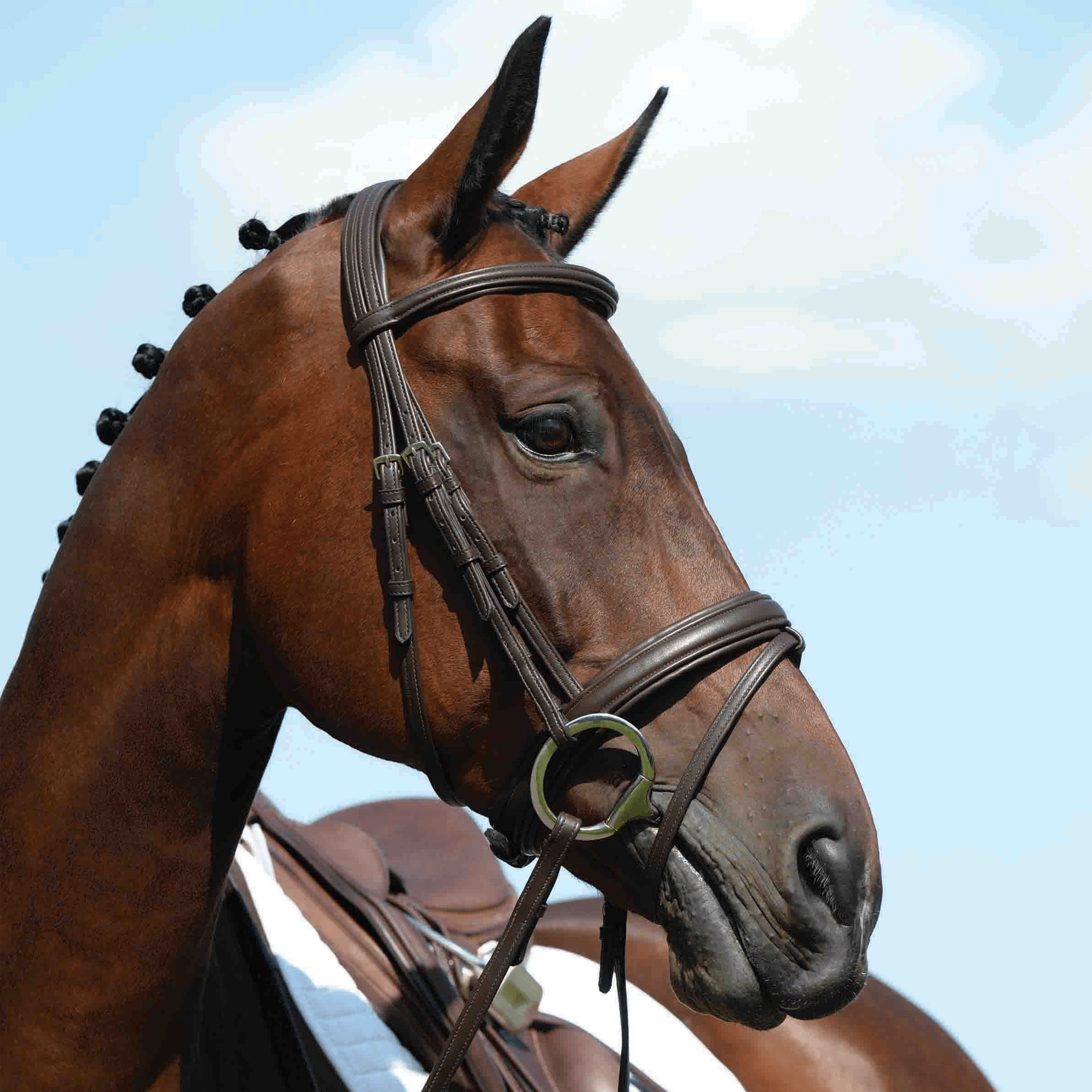 Collegiate Syntovia Padded Flash Bridle - Cob · Brown