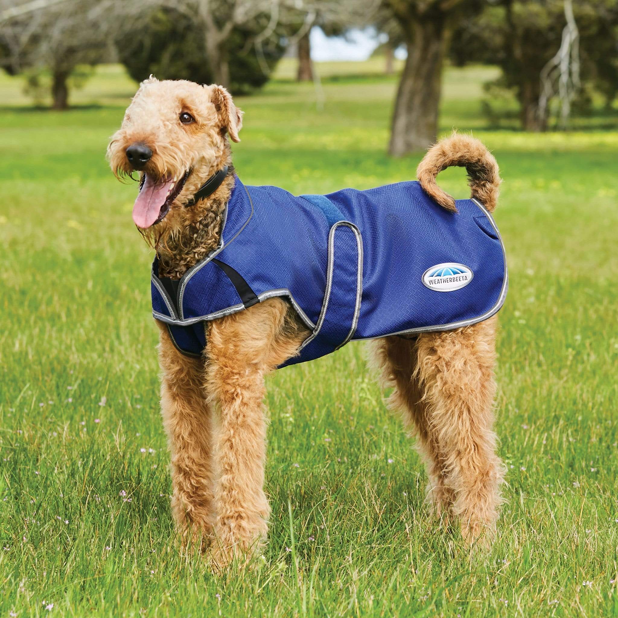 Little dog outlet coats