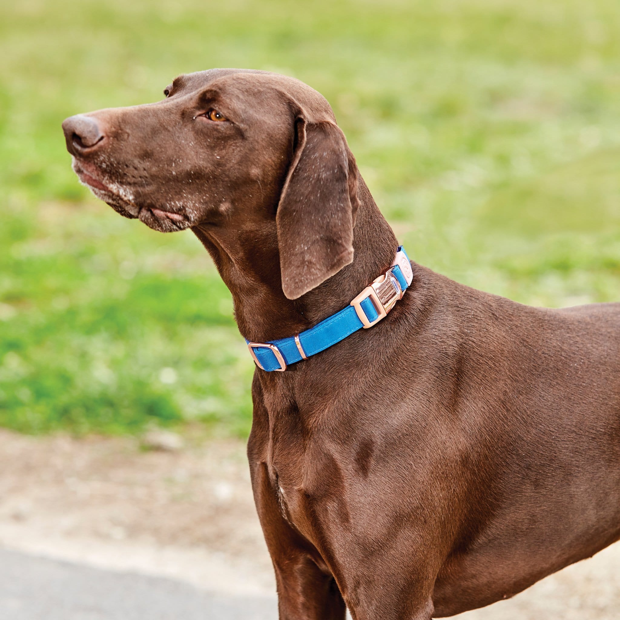 Weatherbeeta Elegance Dog Collar Blue - Size XS