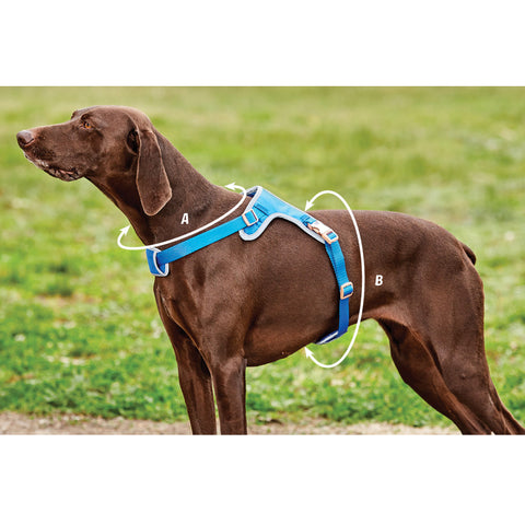 Weatherbeeta Elegance Dog Harness Size Guide Image