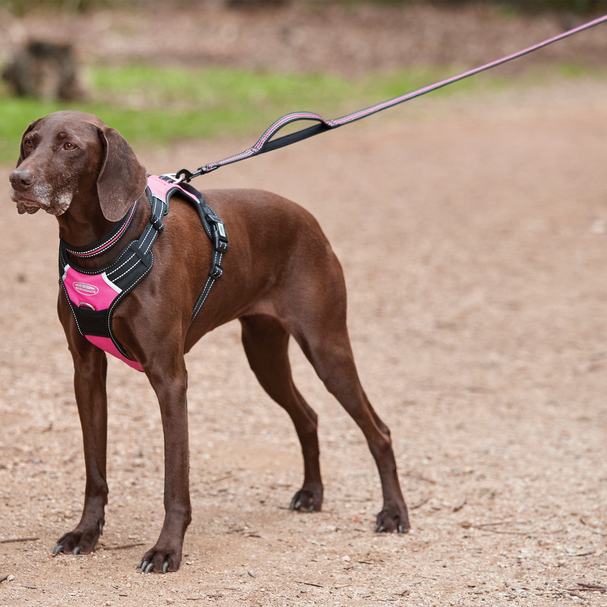 Weatherbeeta Reflective Dog Lead