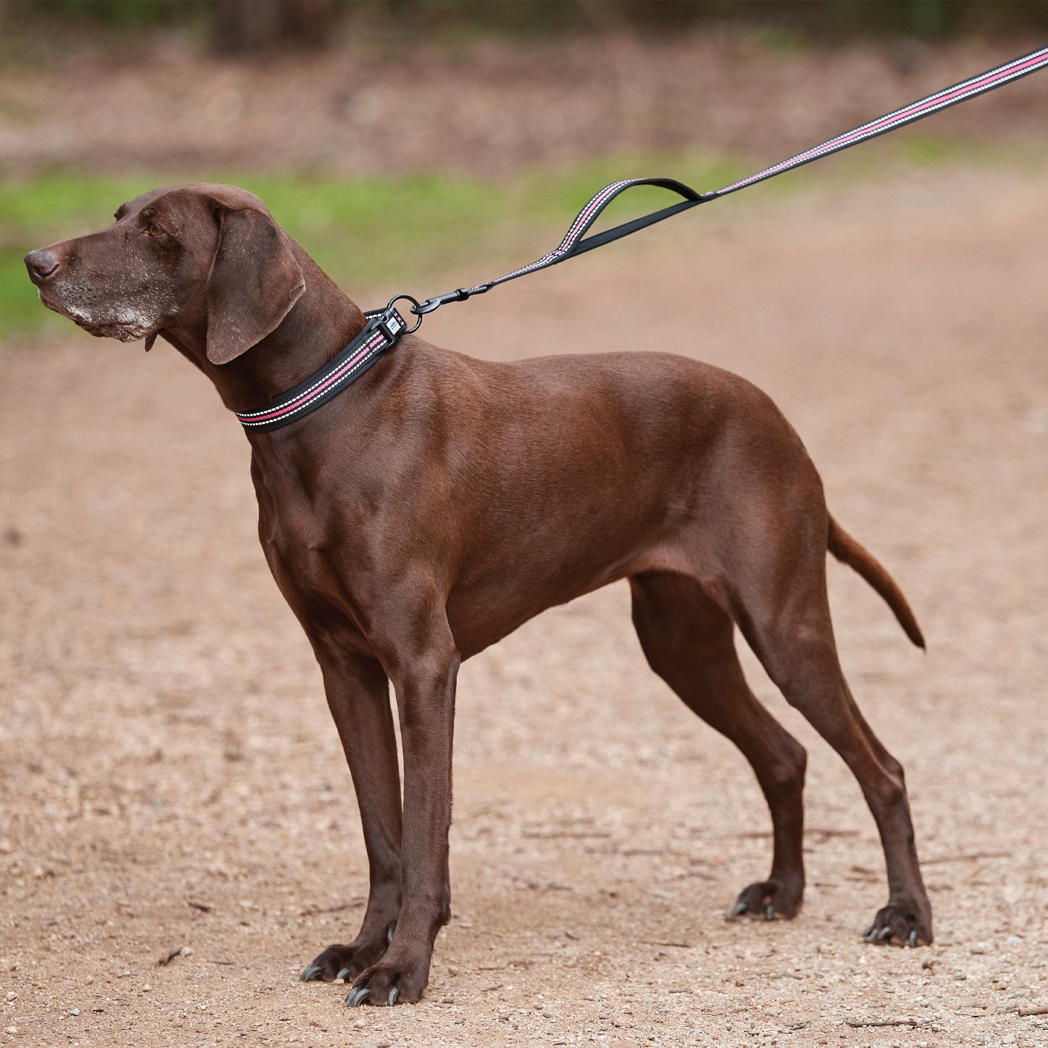 Weatherbeeta Reflective Dog Lead