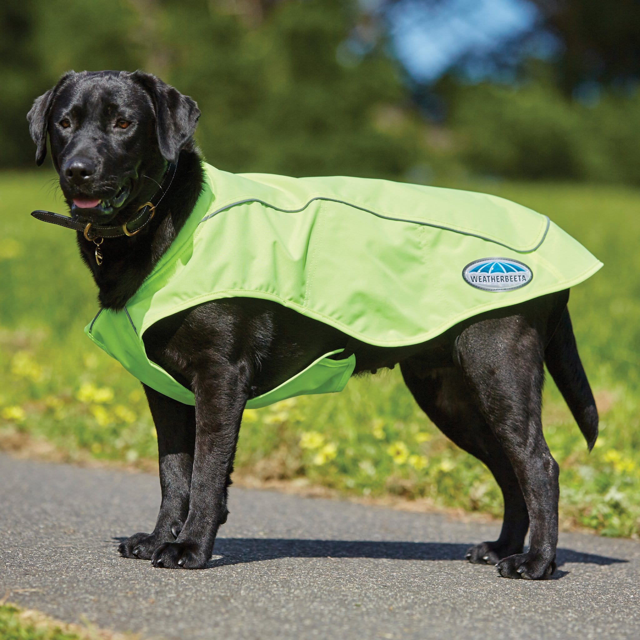 Weatherbeeta Reflective Exercise 600D Dog Coat On Dog 802539.