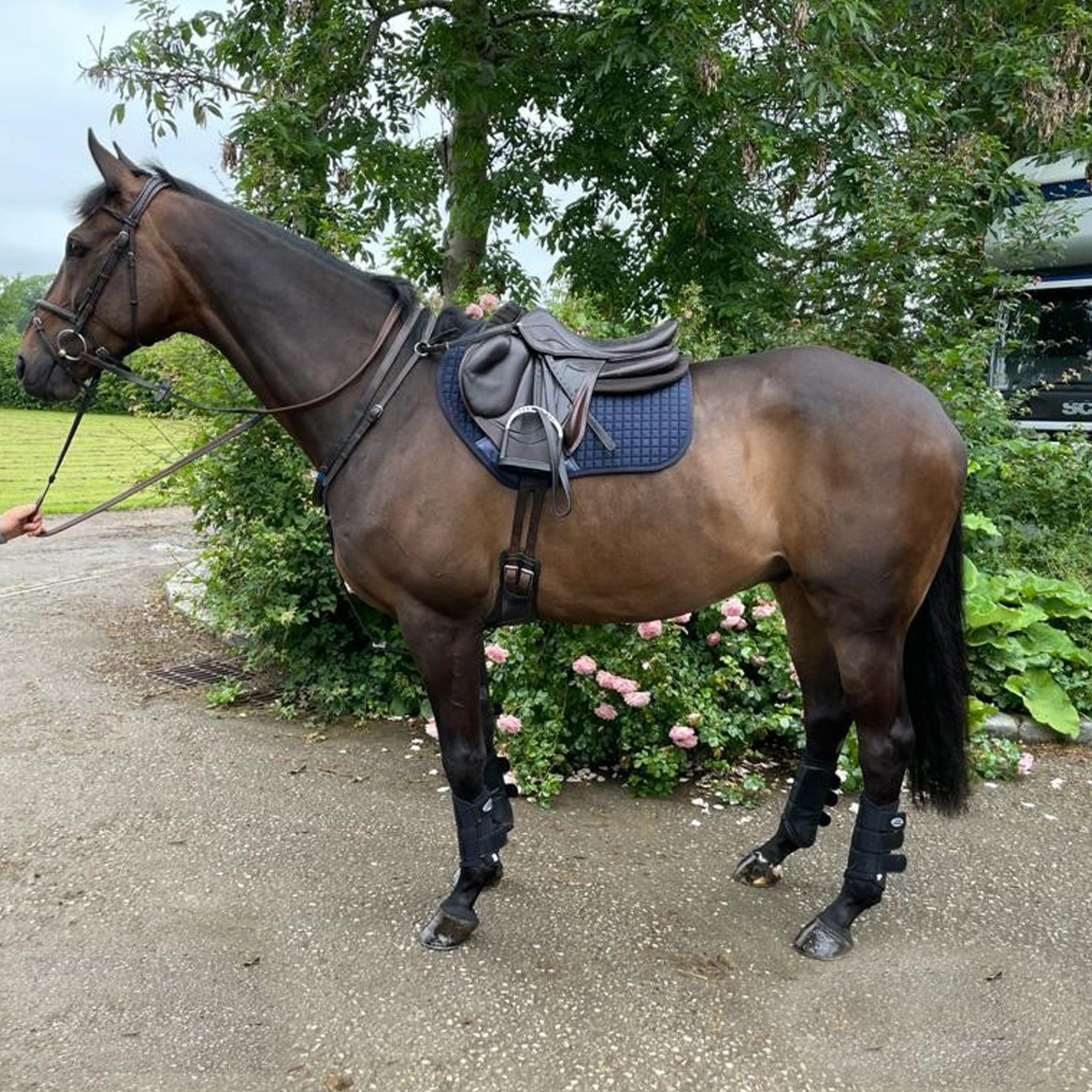 Weatherbeeta deals brushing boots