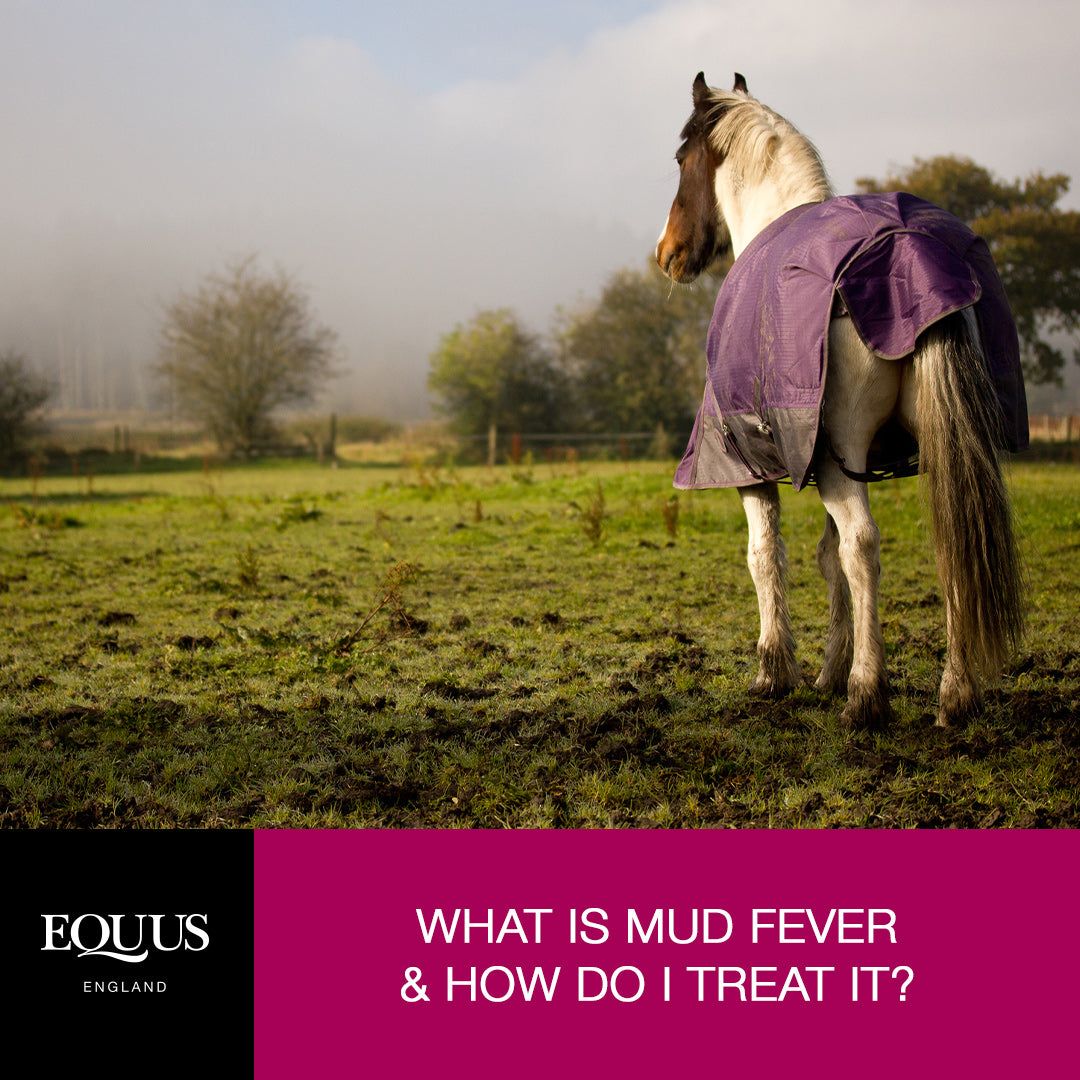 What is mud fever and how do I treat it?