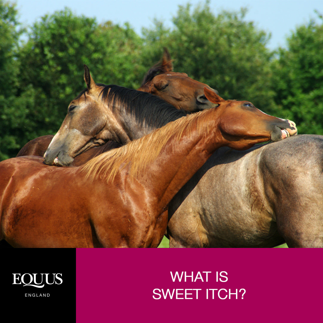 what-is-sweet-itch-causes-symptoms-and-treatment-options