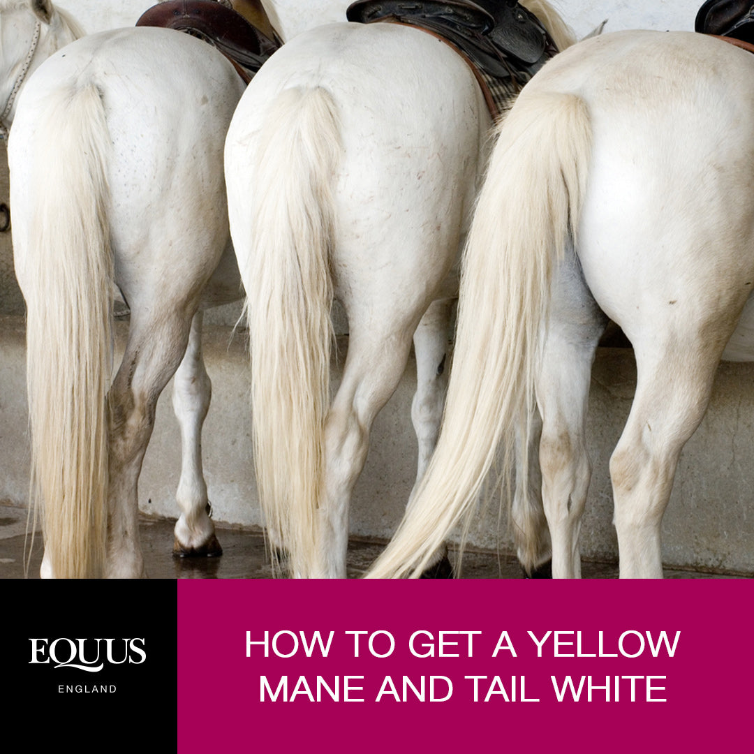 How to Care for a Mane and Tail - Horse Illustrated