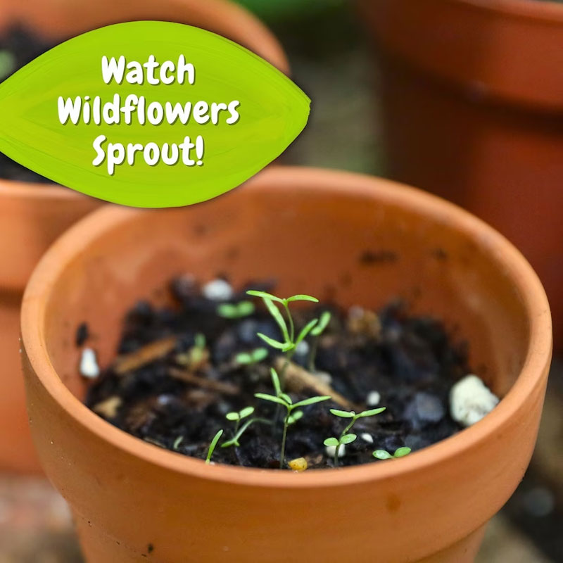 Baby Shower Favors - Wildflower Seed Packets