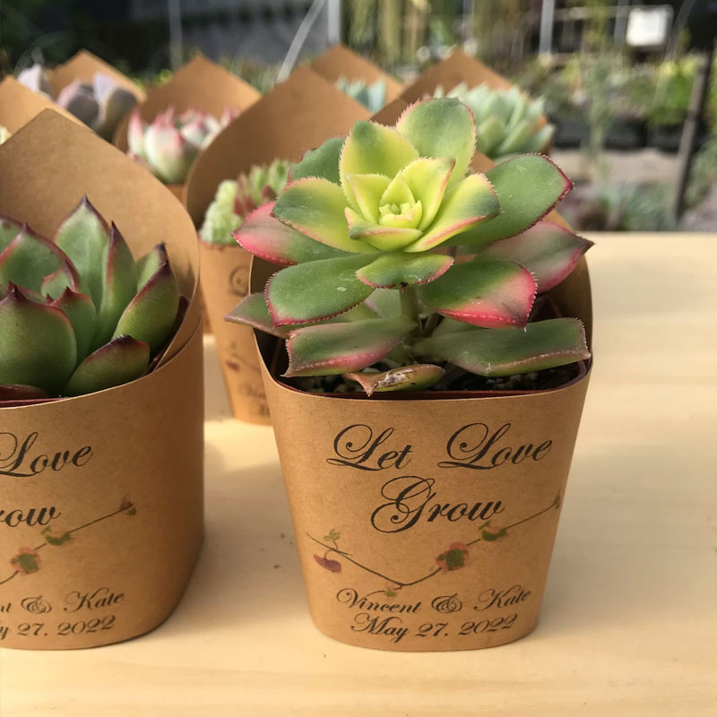 Succulent Wrappers For Wedding Favors As Thank You Gift