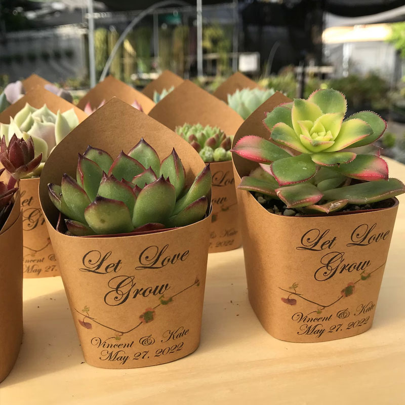 Succulent Wrappers For Wedding Favors As Thank You Gift