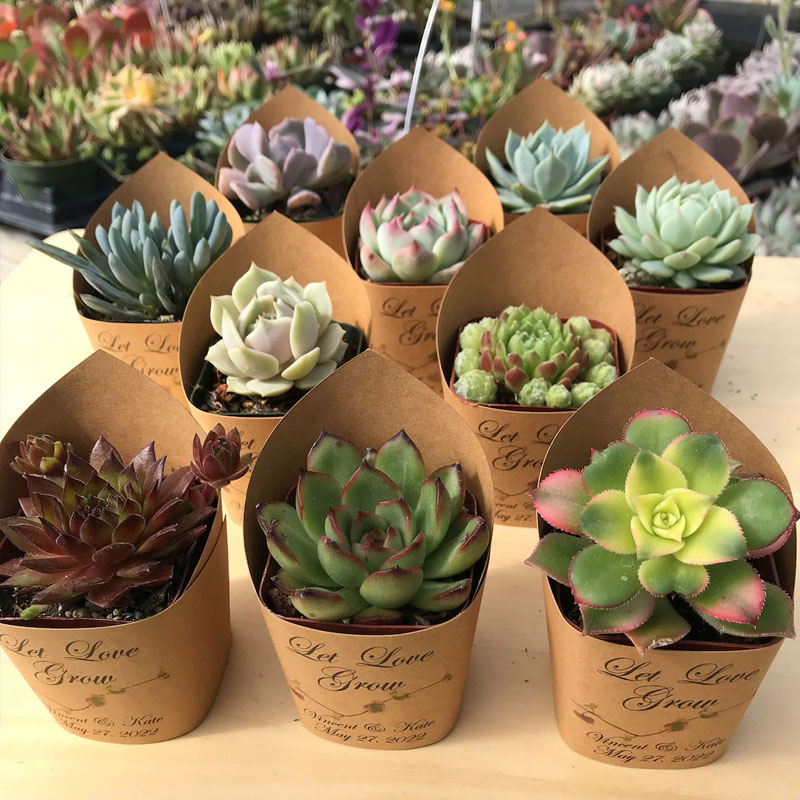 Succulent Wrappers For Wedding Favors As Thank You Gift