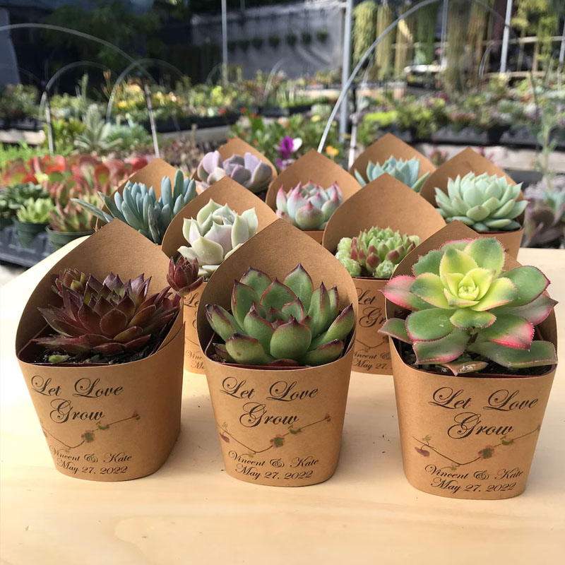 Succulent Wrappers For Wedding Favors As Thank You Gift