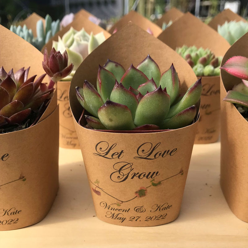 Succulent Wrappers For Wedding Favors As Thank You Gift