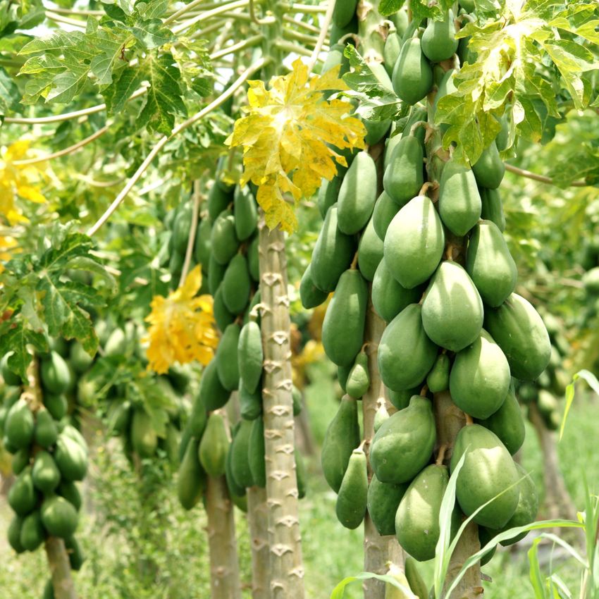 Booster 76 Super Growth Fertilizer