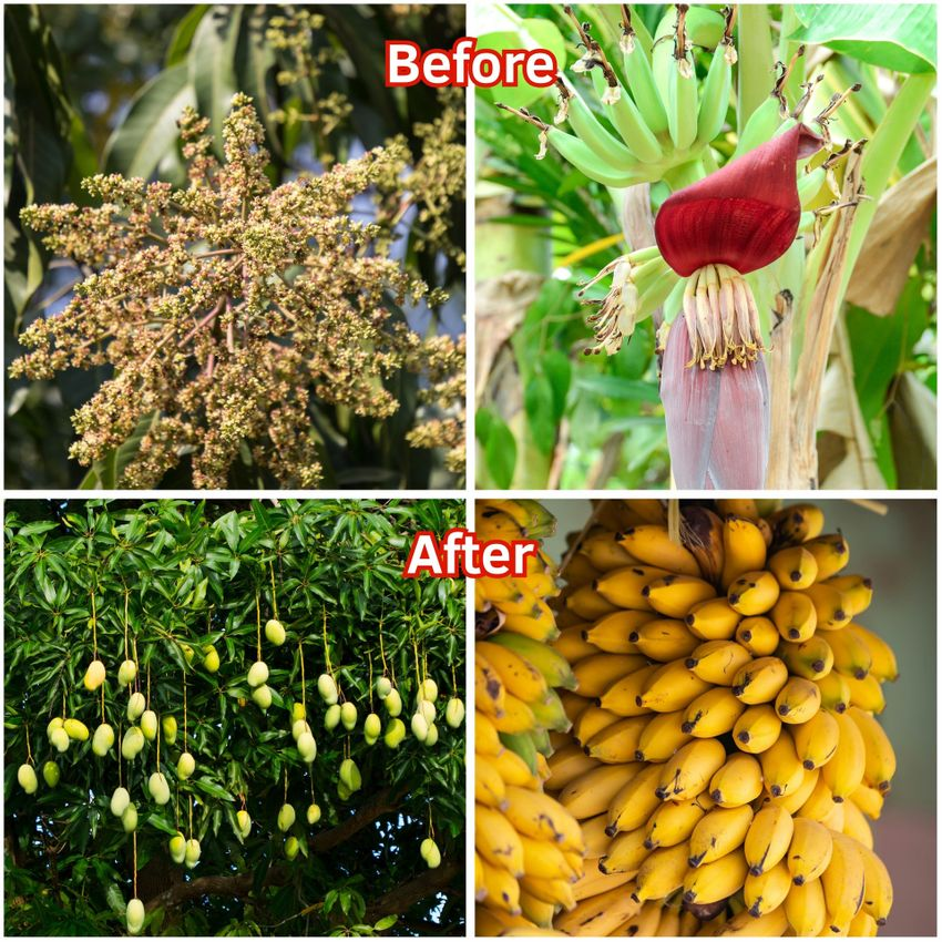 Booster 76 Super Growth Fertilizer