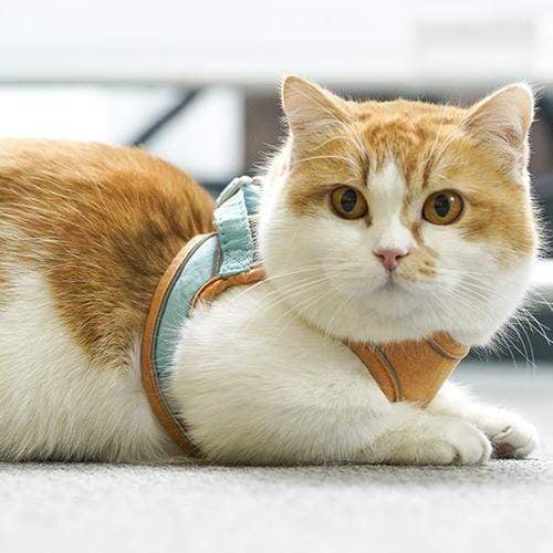 Last Day Promotion 48% OFF - Luminous Cat Vest Harness and Leash Set(BUY 2 FREE SHIPPING)