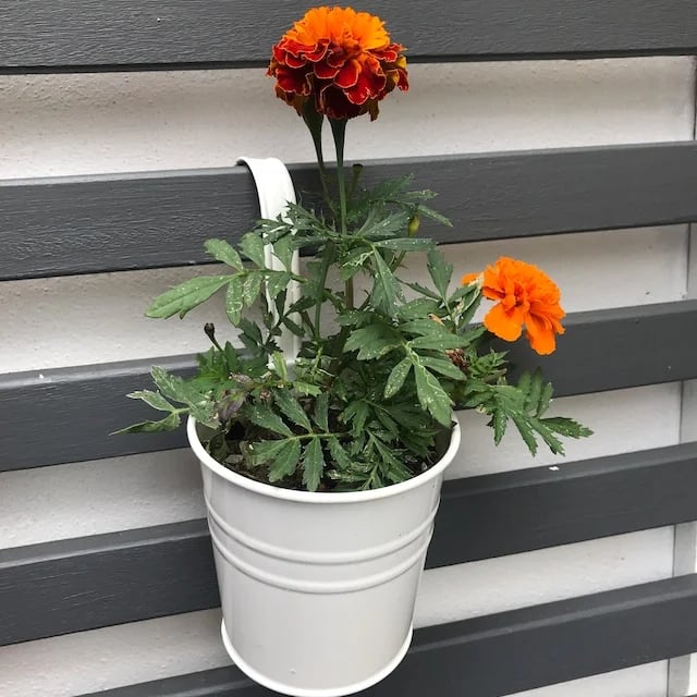 Hanging flower Pots-KOLAICH™