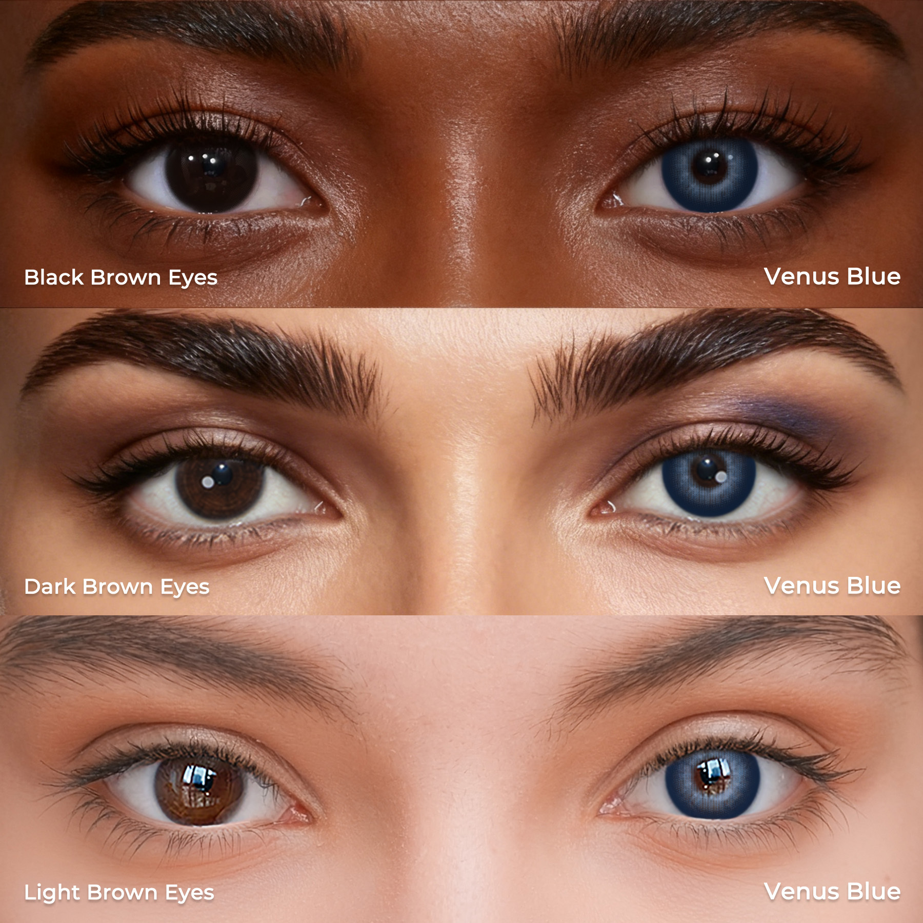 Venus Blue - 1 Year