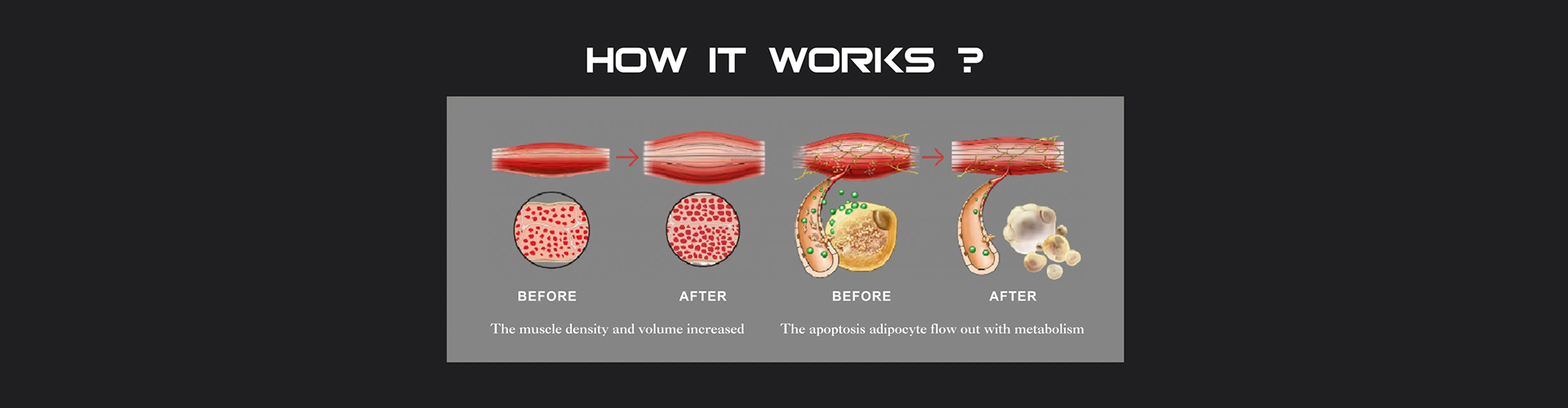 The Machine for Rapid Muscle Building and Fat Reduction