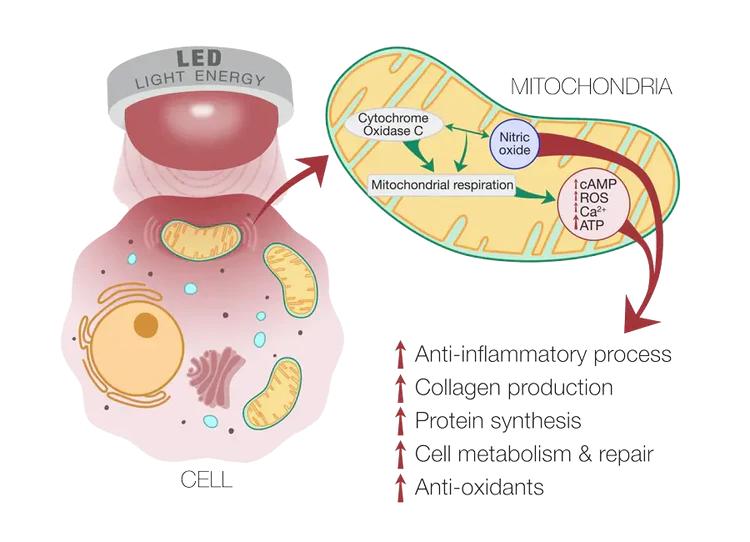 Red Light Therapy &ndash; The Science of PBM for Skin Rejuvenation
 &ndash; HALORAL