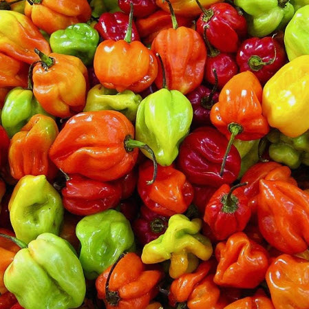 Fresh Hot Pepper (Scotch Bonnet) Ata Rodo 