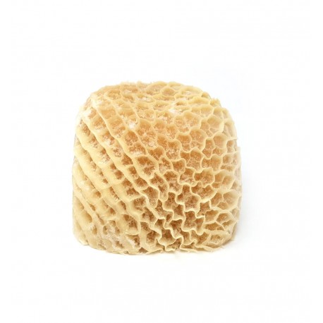 Honeycomb Tripe (Saki)-Pride of Africa